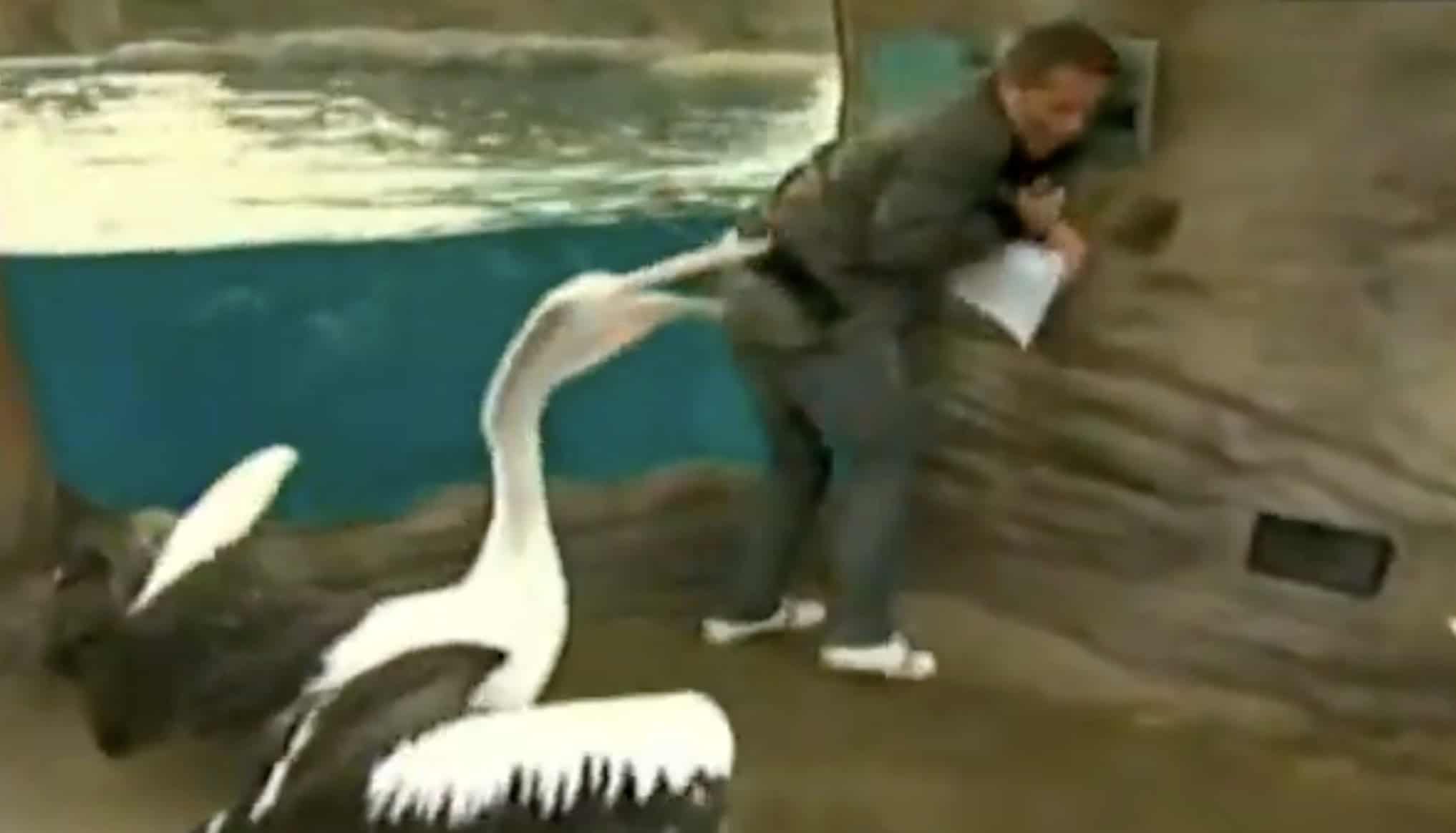 Pelican Attack